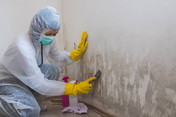 Best DIY Mold Remediation Support Services in Albion, MI