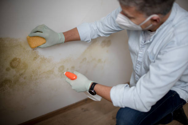 Best Mold Remediation for Schools in Albion, MI