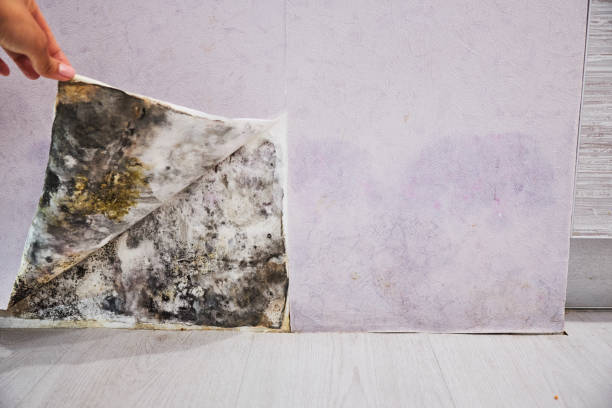 Albion, MI Mold Removal Pros